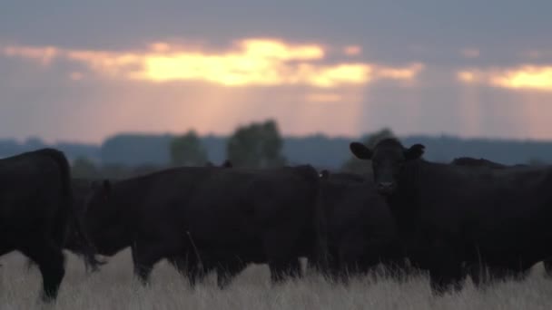 Herd Black Bovine Cows Moving Rain Approaches Distance — Stock videók