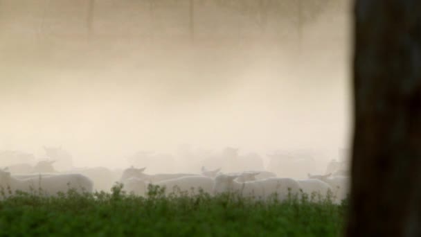 Clouds Dust Rising Flock Sheep Moving Field — ストック動画