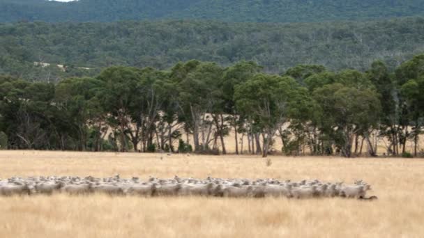 Wide Shot Herd Sheep Being Maneuvered Dogs — 图库视频影像