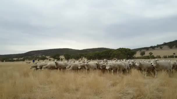Pan Herd Sheep Being Wrangled Dogs — Stock Video