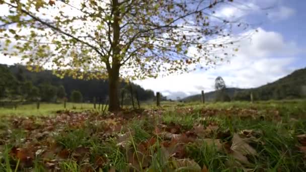 Time Lapse Autumn Afternoon Leaves Falling Tree Middle Field — 비디오