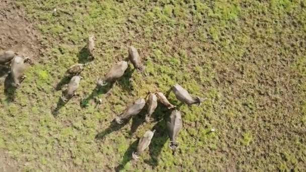 Drone View Wild Buffalos Together Field — Stockvideo