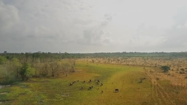 Drone View Wild Buffalo Field Asia — Stok video