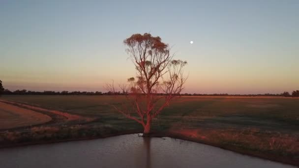 Aerial Drone Pan Solitary Tree Sunset — Stockvideo