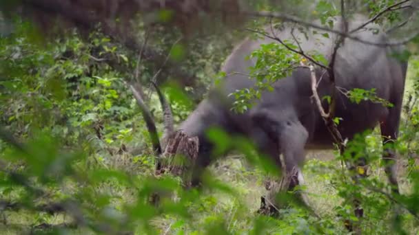 Handheld Closeup Wild Buffalo Eating Asian Forest — Vídeos de Stock