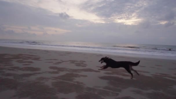 Slowmotion Handheld Shot Happy Dog Running Beach Sunset Background — Wideo stockowe