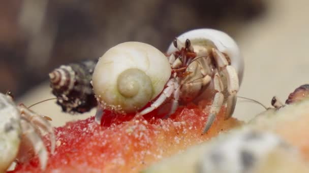 Macro Hermit Crabs Eating Fruits Thailand — Stock video