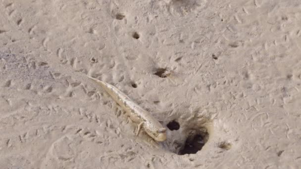 Handheld Closeup Ocean Lizard His Hole House — 图库视频影像