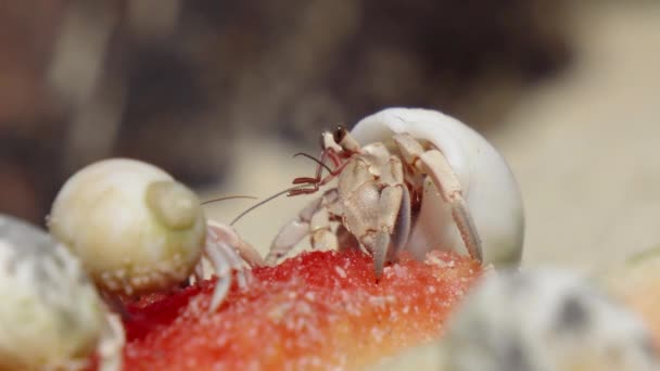 Closeup Hermit Crabs Thailand Beach – stockvideo