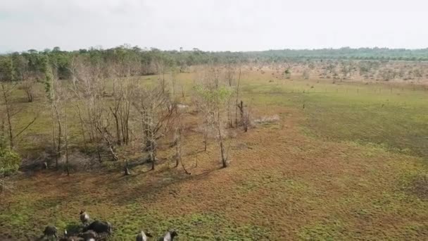 Aerial View Wild Buffalos Field — 图库视频影像