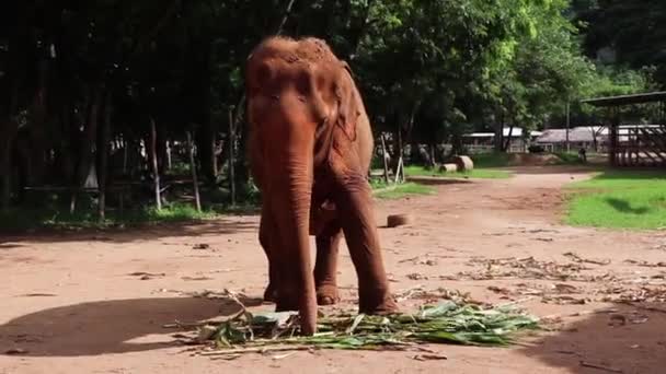 Velký Slon Dívá Přímo Kamery Zatímco — Stock video