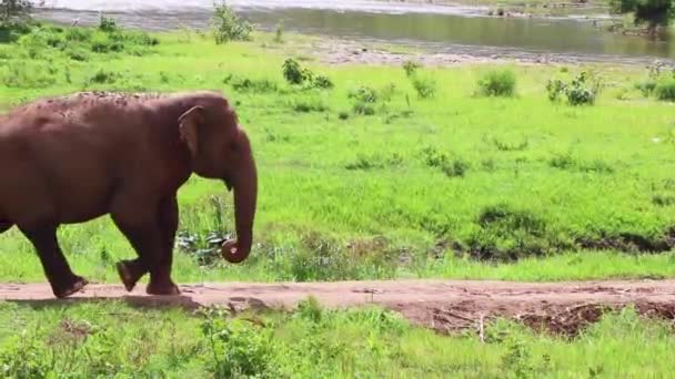 Elephant Walking Path Field — Video