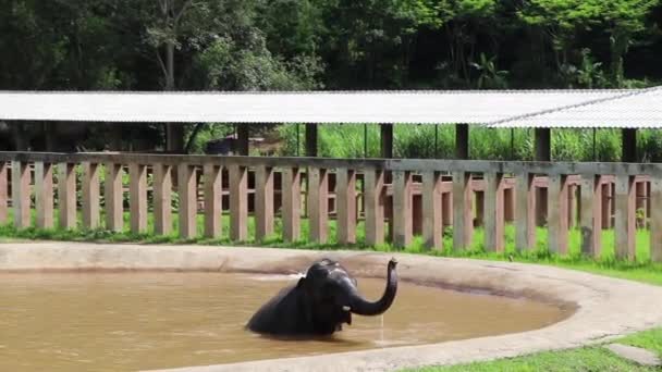 Elefante Che Gioca Piscina Rallentatore — Video Stock