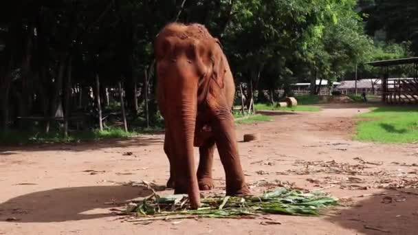 Großer Elefant Blickt Direkt Die Kamera Während Zeitlupe Frisst — Stockvideo