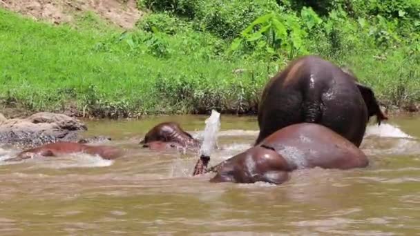 Elephants Laying River Rolling Having Fun — Video