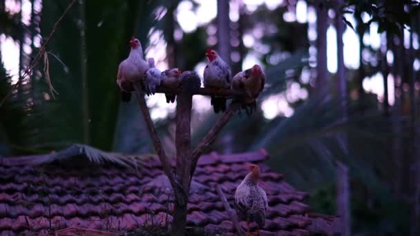 Sekawanan Ayam Kisaran Bebas Beristirahat Atas Bertengger Luar Latar Tropis — Stok Video