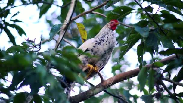 Benekli Yalnız Bir Tavuk Ağaçta Tünemiş Yeşil Yapraklar Uyumaya Hazırlanırken — Stok video