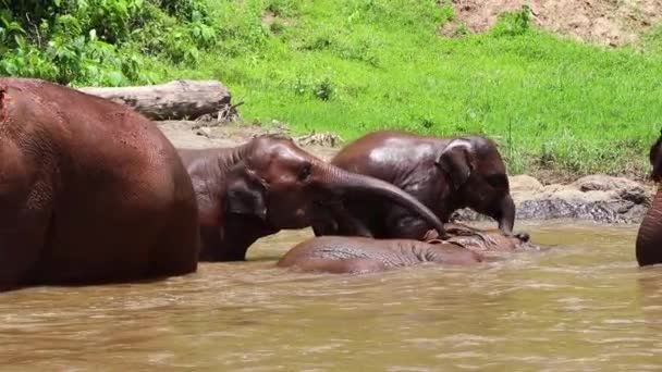 Слоны Играют Реке Замедленной Съемке — стоковое видео