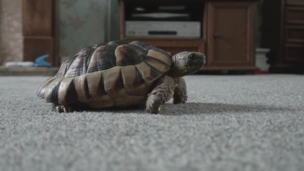 Tortoise Side Turning Face Camera Walking — Stockvideo