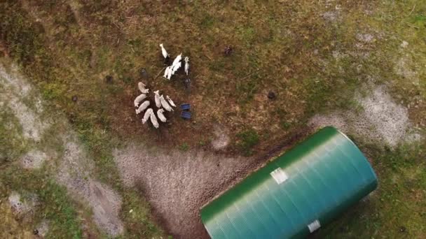 Aerial Flying High Sheep Herd Green Farmhouse — Vídeo de Stock