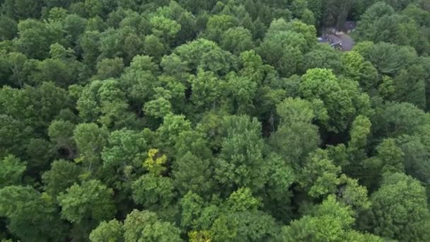 Nature Aerial Footage Drone Usa — Video