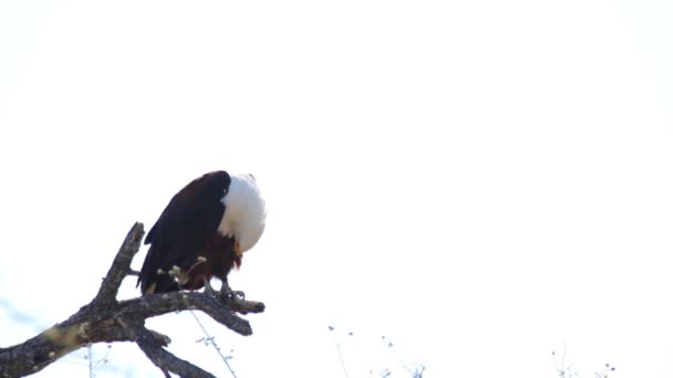 Footage African Fish Eagle Sitting Branch Dead Tree Grooming Itself — Αρχείο Βίντεο