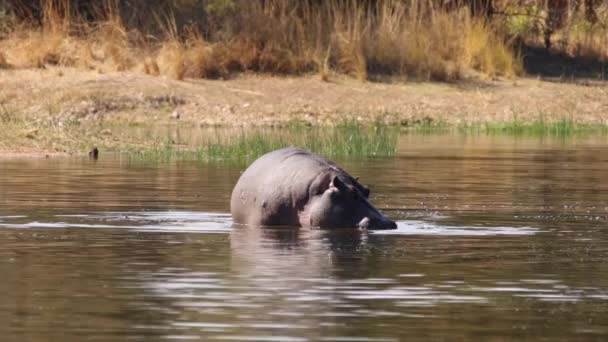 Riprese Grande Ippopotamo Adulto Lago Naturale Parco Nazionale Sudafrica — Video Stock