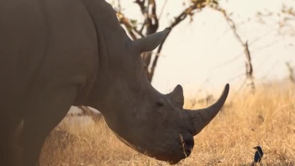 Footage Adult White Rhino National Park South Africa — Stok video