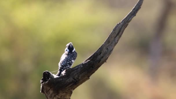 Footage Pied Kingfisher Looking Fish Being Perched Dead Tree Natural — Vídeo de Stock
