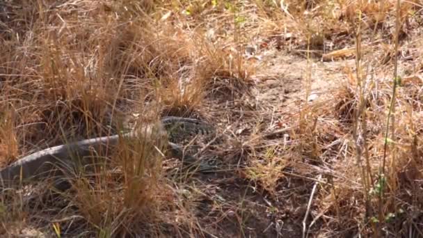 Footage Large Water Monitor Natural National Park South Africa — Stock videók