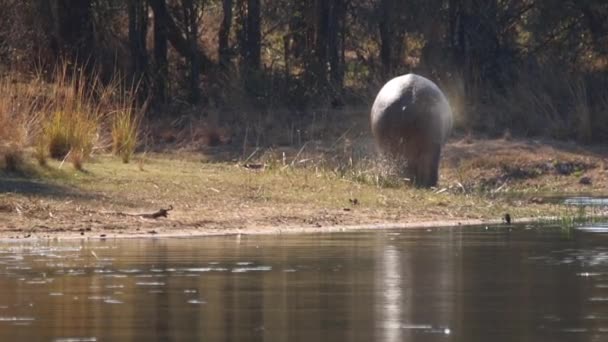 Images Grand Hippopotame Adulte Dans Lac Naturel Dans Parc National — Video