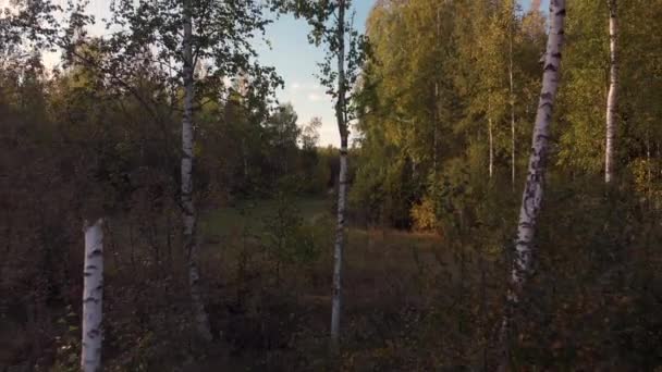 Ein Feld Wald Mit Einem Umgeknickten Baum Auf Dem Boden — Stockvideo