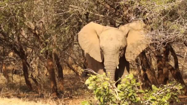 Filmaufnahme Eines Jungen Afrikanischen Elefantenbullen Der Einem Südafrikanischen Nationalpark Verspielt — Stockvideo