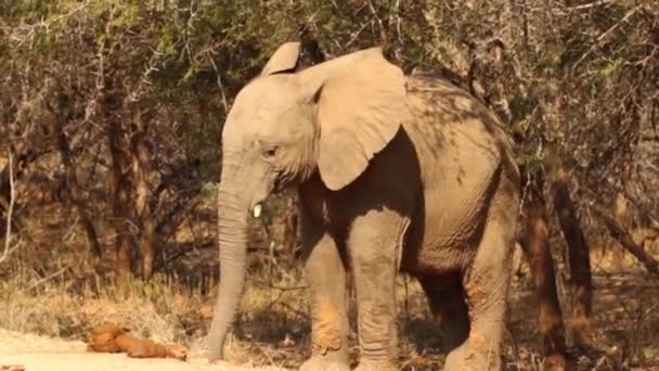 Filmaufnahme Eines Jungen Afrikanischen Elefantenbullen Der Einem Südafrikanischen Nationalpark Verspielt — Stockvideo