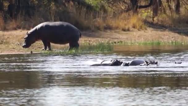 Footage Big Adult Hippo Natural Lake National Park South Africa — Vídeos de Stock