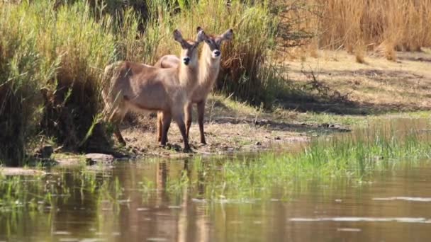 Adult Waterbuck Cows Drinking Natural Lake South Africa — Vídeos de Stock