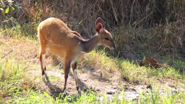 Filmación Una Joven Oveja Bushbuck Alimentando Bebiendo Agua Lago Natural — Vídeos de Stock