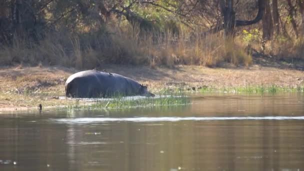 Beelden Van Een Grote Volwassen Nijlpaard Een Natuurlijk Meer Een — Stockvideo