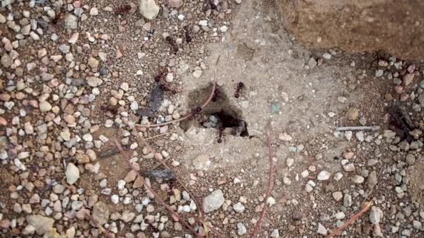 Ants Crawling Anthill Hole Going Out Close Top View — Αρχείο Βίντεο