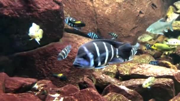 Exotic Colorful Fish Aquarium — Stock videók