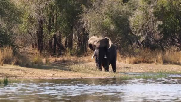 Riprese Maestoso Elefante Africano Tusker Che Passeggia Lungo Bordo Dell — Video Stock