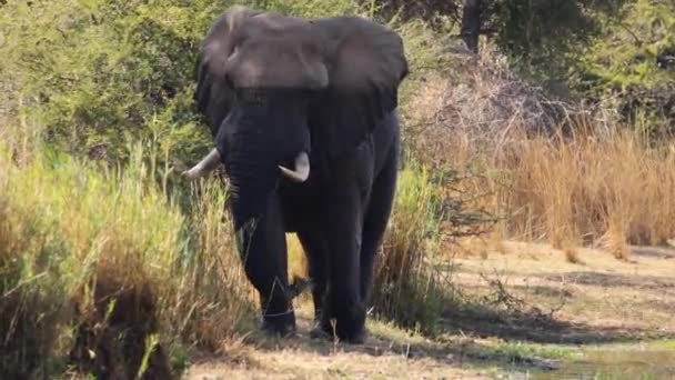 Images Taureau Éléphant Africain Majestueux Marchant Long Bord Lac Naturel — Video