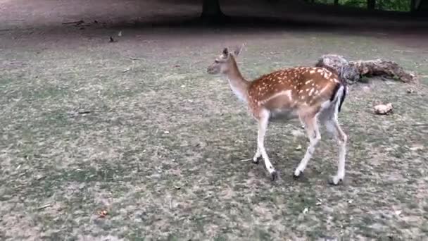 Young Deer Deer Running Woods Animals Natural Environment Sika Fallow — Vídeo de stock