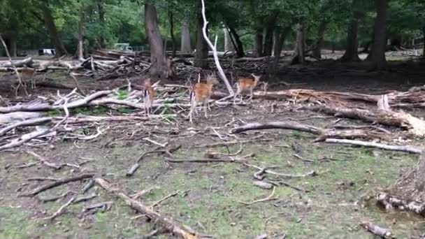 Νεαρά Ελάφια Και Ελάφια Τρέχουν Μέσα Στο Δάσος Ζώα Φυσικό — Αρχείο Βίντεο
