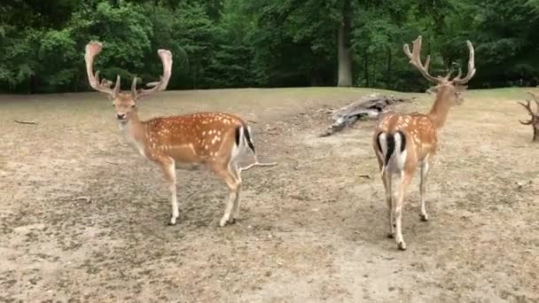 Young Deer Deer Running Woods Animals Natural Environment Sika Fallow — Vídeo de Stock