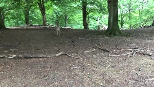 Veado Jovem Veado Correndo Pela Floresta Animais Ambiente Natural Sika — Vídeo de Stock