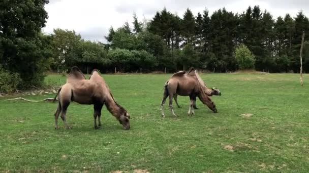 Kamelen Grazen Een Weiland Rust Vrede — Stockvideo