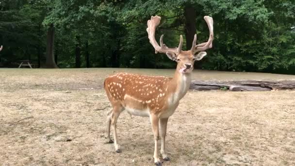 Young Deer Deer Running Woods Animals Natural Environment Sika Fallow — Video Stock
