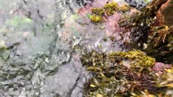 Algen Auf Den Steinen Wellen Erreichen Den Strand Wasser Trifft — Stockvideo