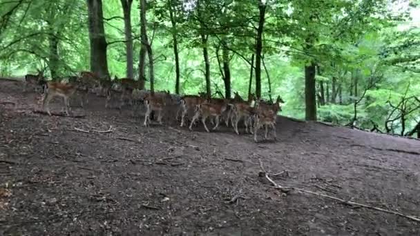 Young Deer Deer Running Woods Animals Natural Environment Sika Fallow — Vídeo de stock